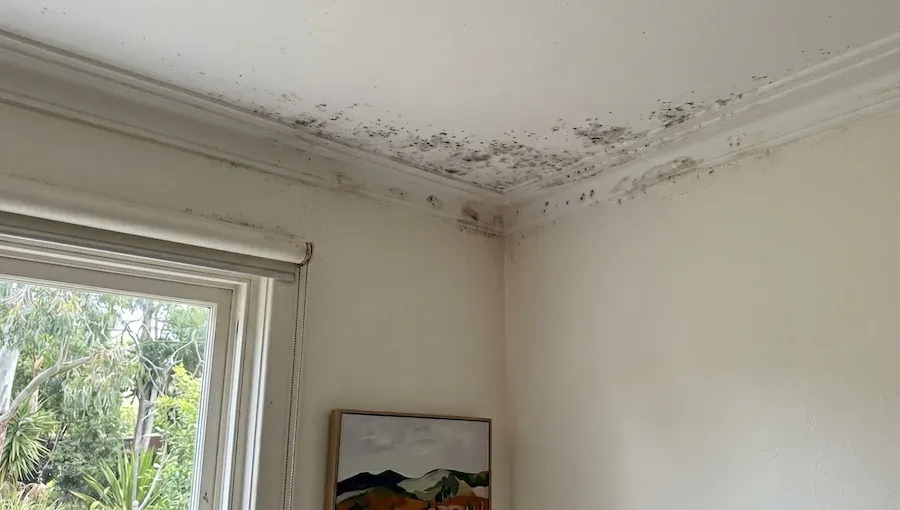 Black mould growing along a cornice and into the ceiling corner above a window