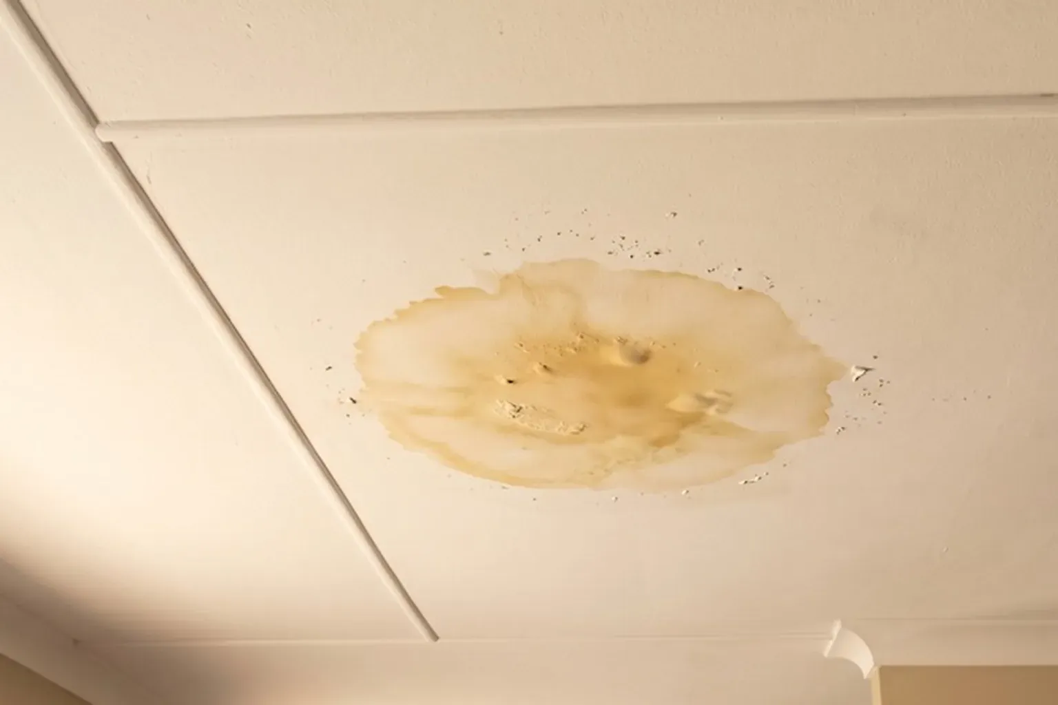 Brown water stain with a darker ring on a sheet ceiling with cover strips over the joins