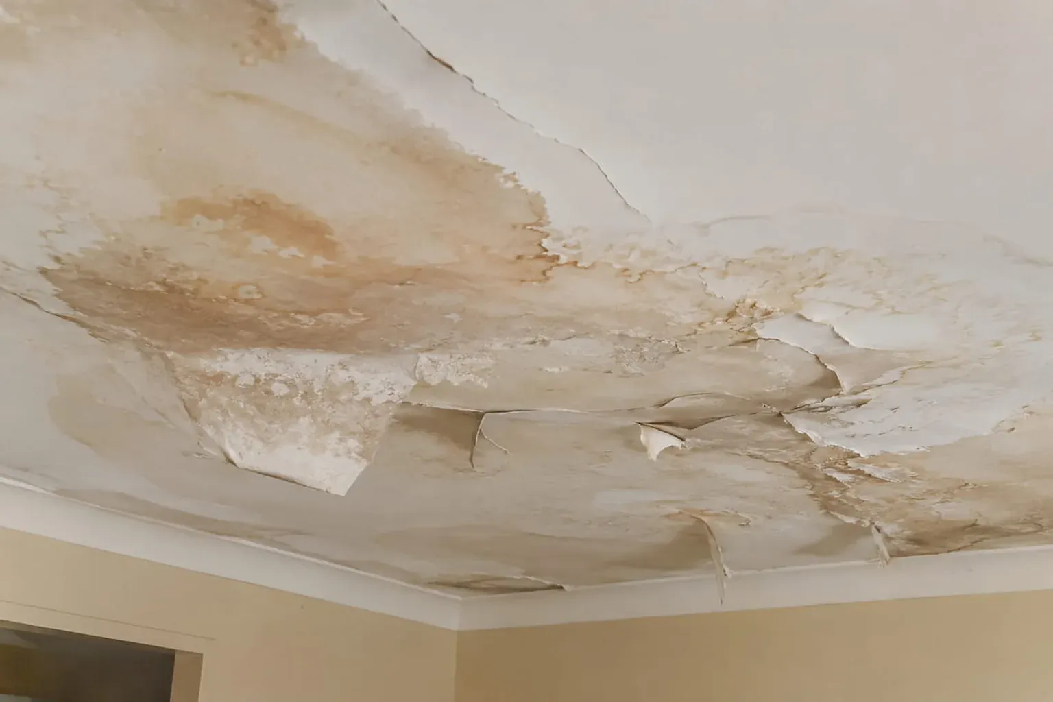 Ceiling with widespread brown staining and plaster flaking away in sheets near the cornice