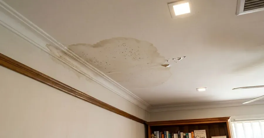 Yellow-brown water stain with black mould spots on a ceiling beside the cornice in a study